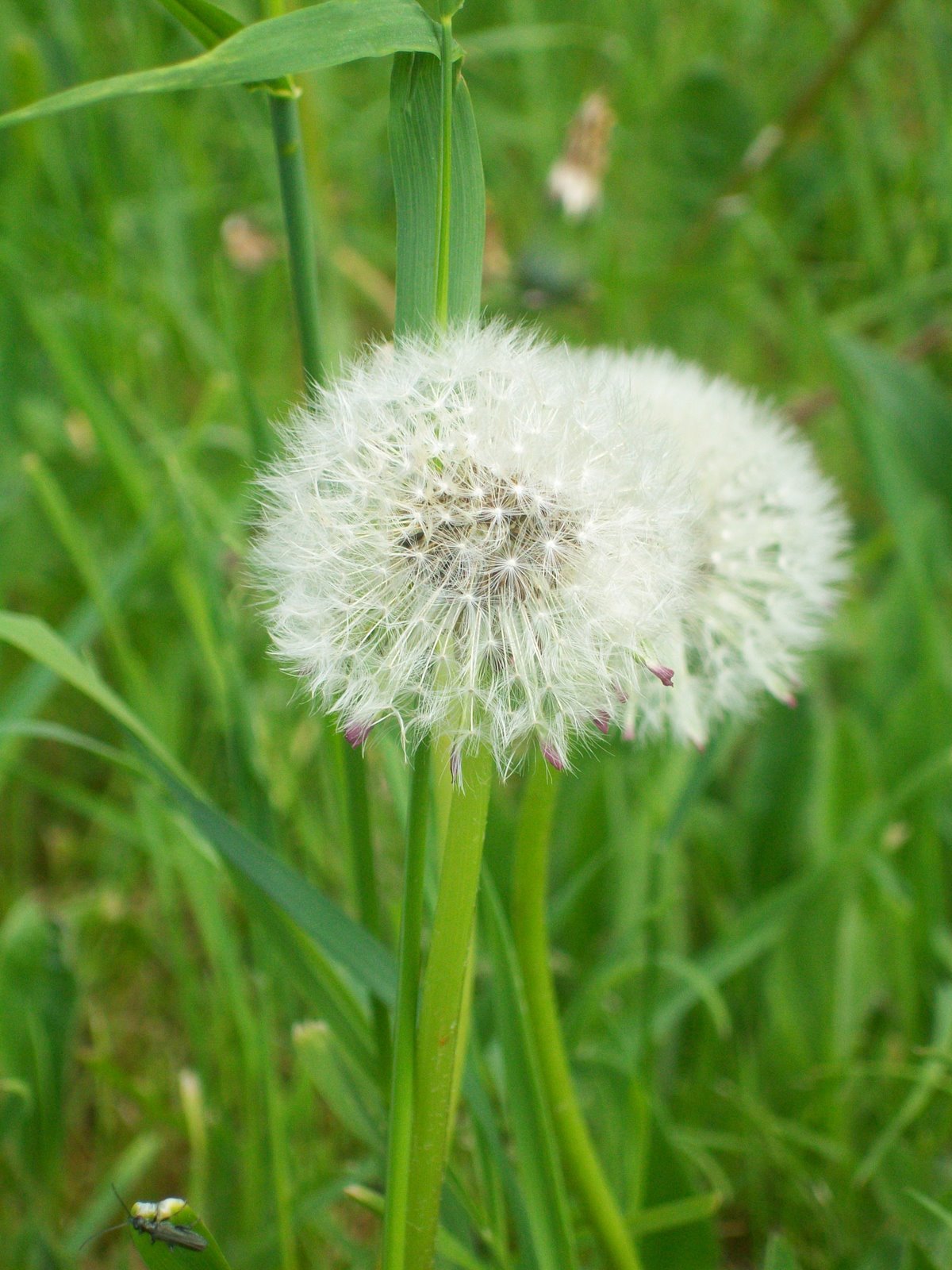 [pusteblume.JPG]