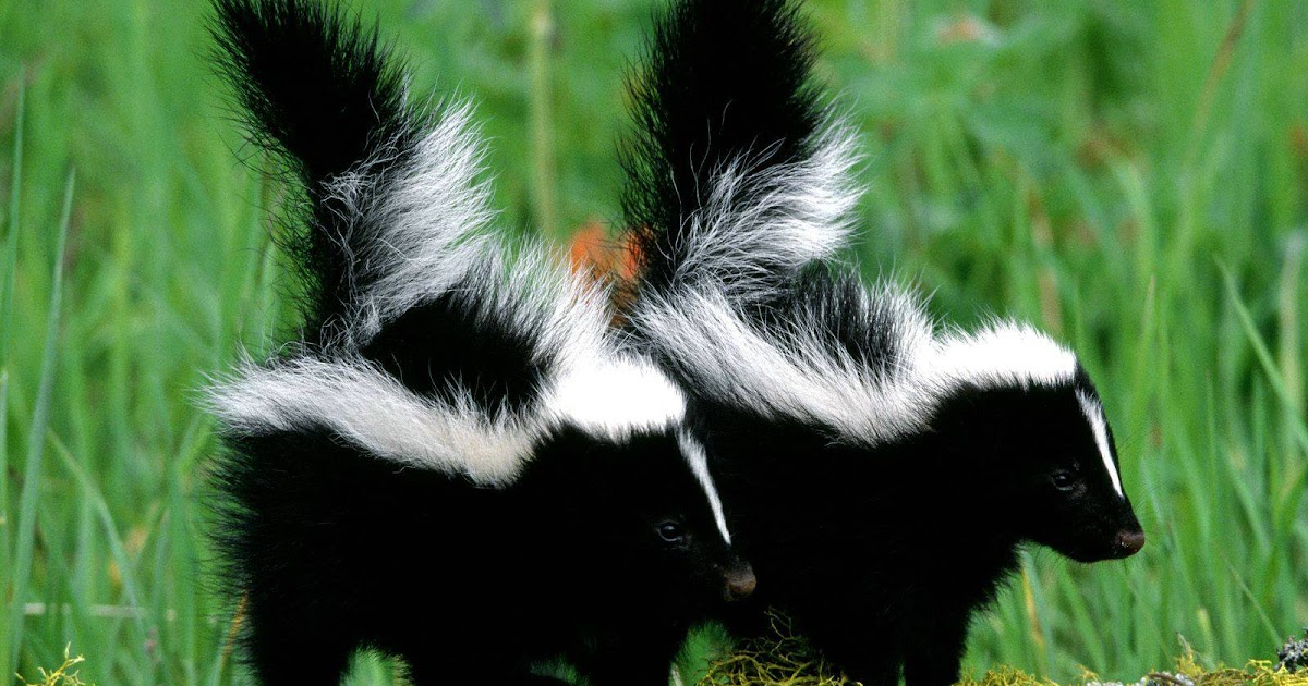 Bobbi's Mercer Memories: Dead Skunk in the Middle of the Road