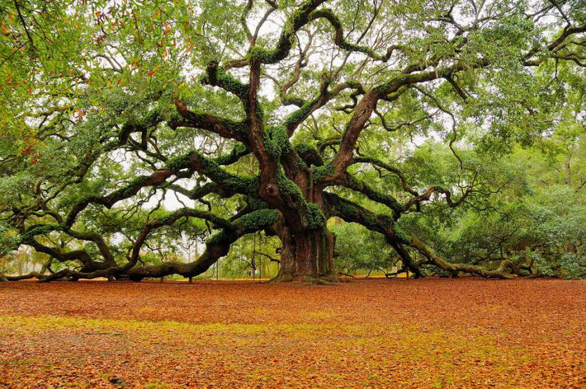 acorn and oak
