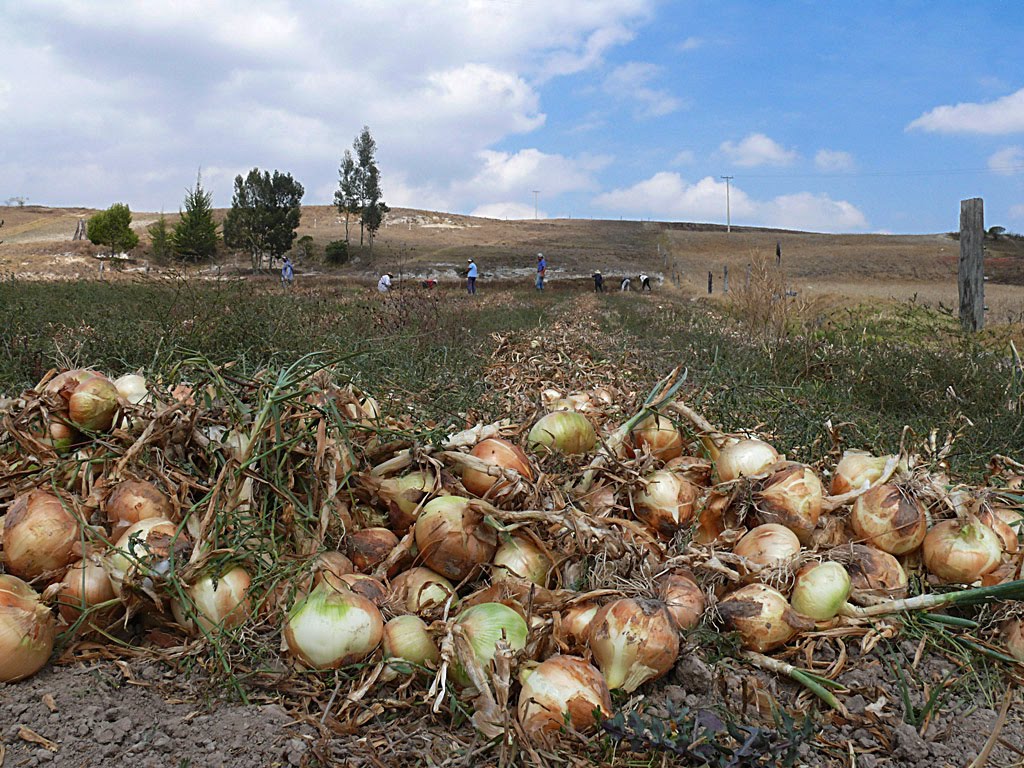CEBOLLA EN COLOMBIA cebolla en colombia: