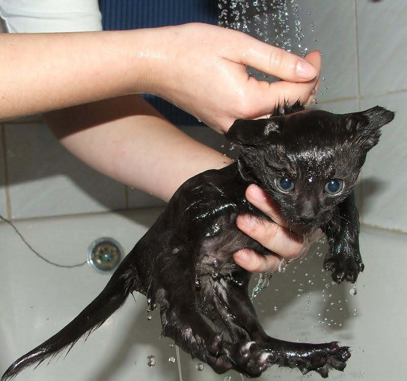 Wet_Kitten.jpg