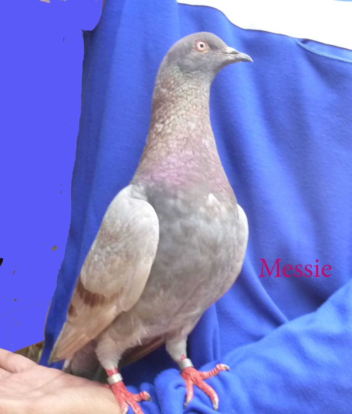 MERPATI BALAP TINGGIAN December 2010