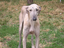 ADOPCIÓN DE GALGOS