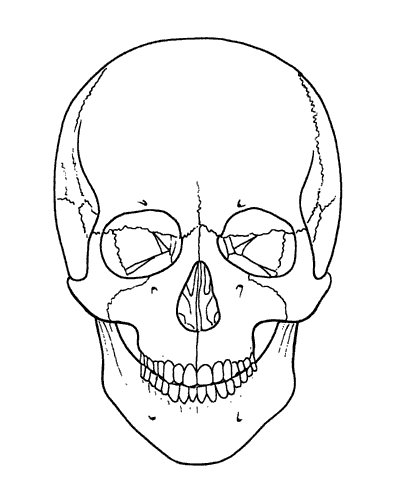 human skull front. Skull-A-Day 4.0 - Tutorial