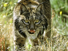 Picture 1. Lynx stalking prey in a dog like fashion.