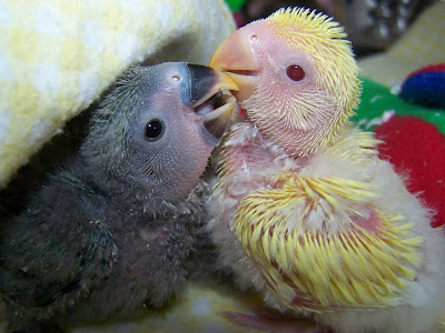 اجمل صور زغاليل عصافير الحب 2008-08-09+012
