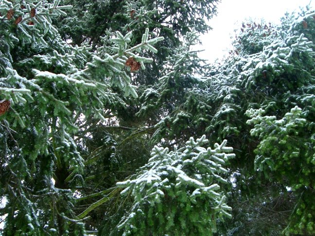 [árvores_neve.JPG]
