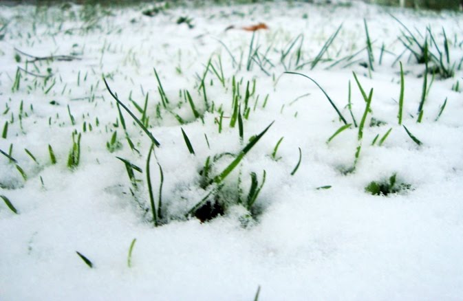 [ervas_neve.JPG]