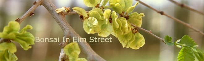 Bonsai in Elm Street