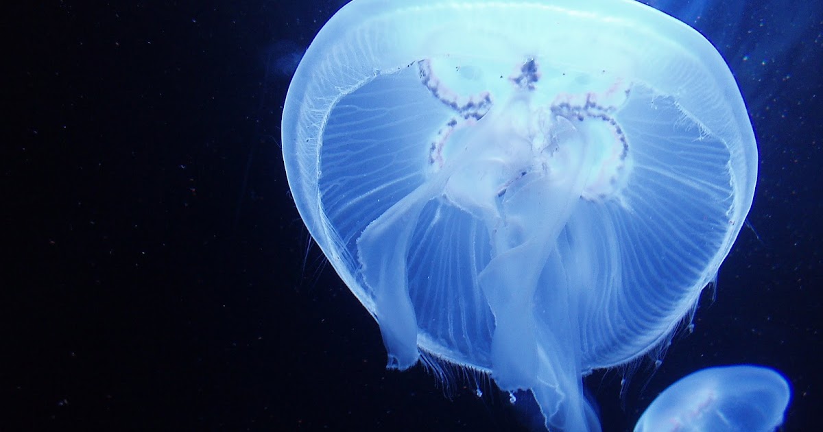 Science Vertebrates & Invertebrates Invertebrate Cnidarians Neon Jellyfish