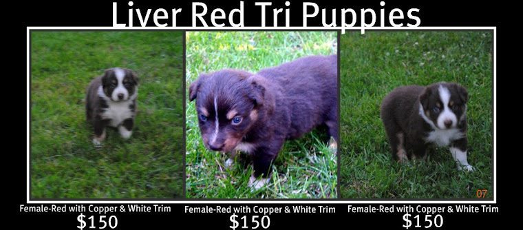 Red Tri Puppies-4 wks. old