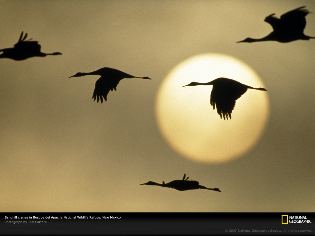 [sandhill-cranes-flying-499085-lw.jpg]