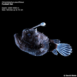 Himantolophus paucifilosus
Football fish