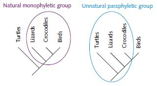 Paraphyletic Vs Polyphyletic