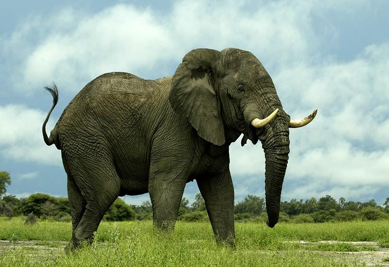 [african-elephant1.jpg]
