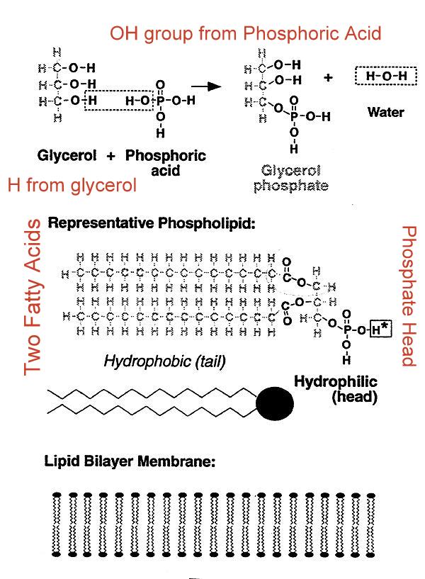 Lipid Molecule Diagram