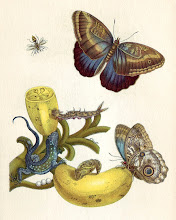 Anna Maria Sibylla Merian