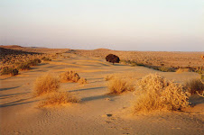 thar desert