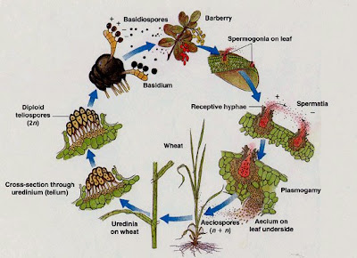 Wheat Life Cycle