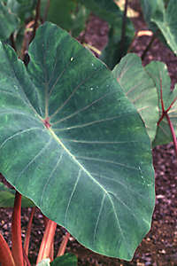 Everything Is Science Why Does Taro Make Your Throat Itch