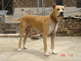 Dog Breeds Database Bully Kutta