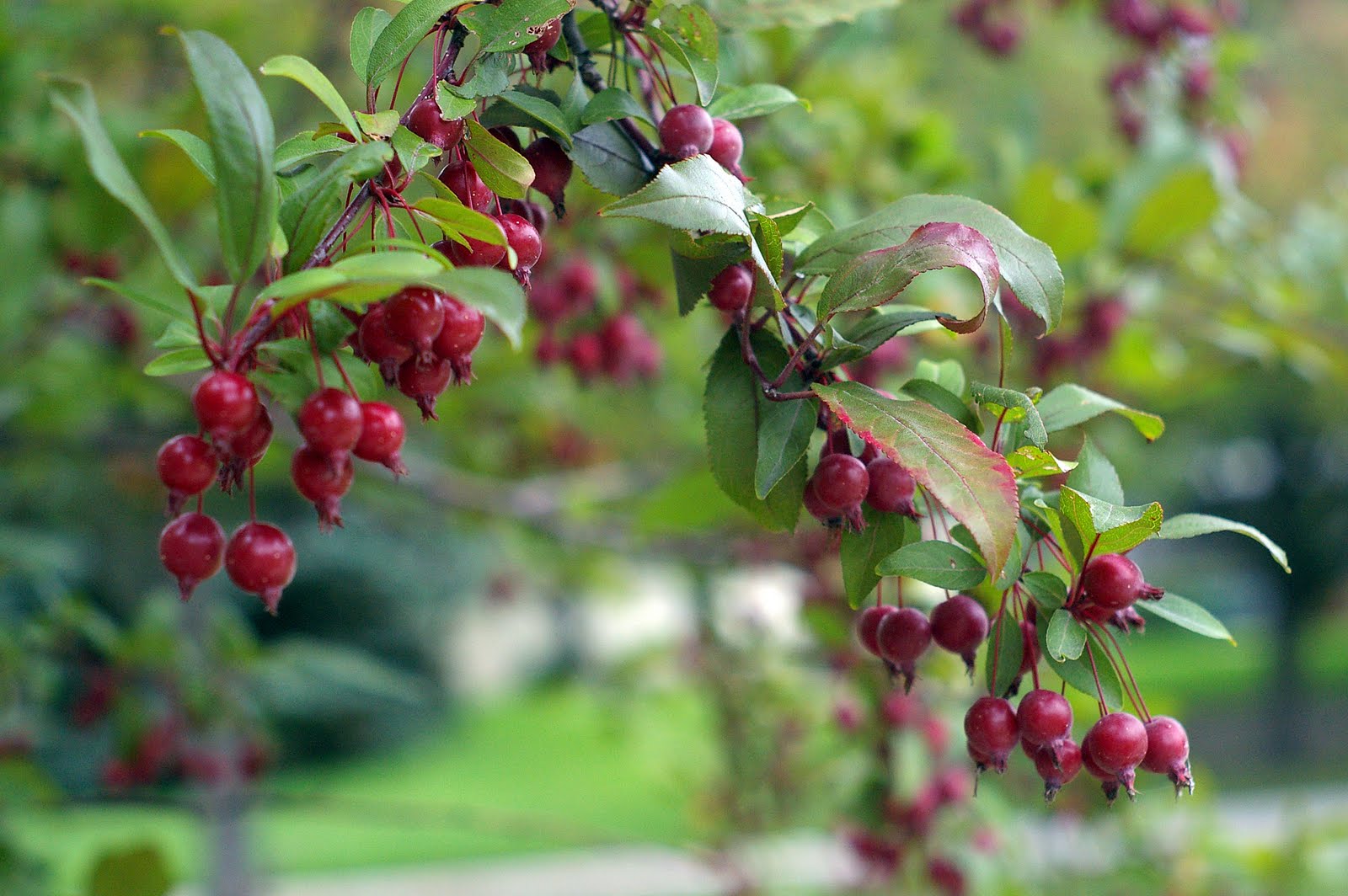 [fall+berries.jpg]