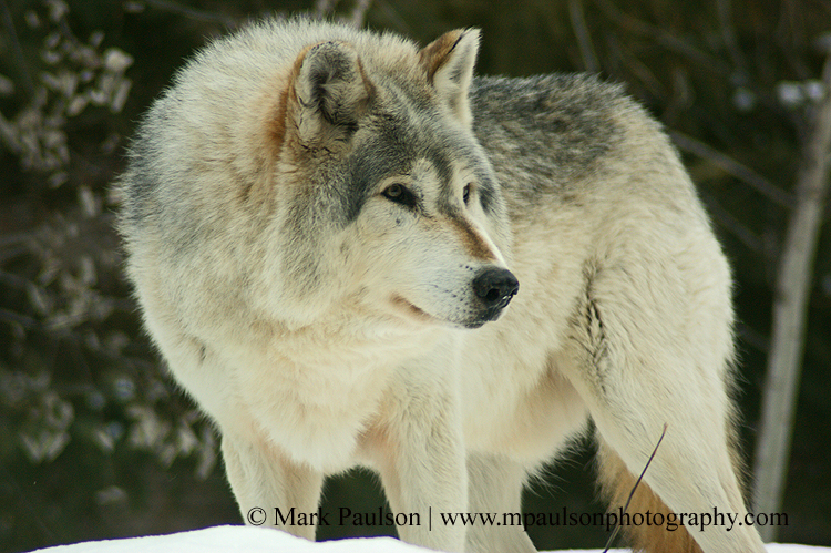 Manada: Guardianes del bosque - Página 23 Grey+Wolf+standing+staring%25C2%25A9+Mark+Paulson+All+rights+res