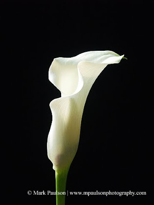 Calla Lily