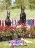 Dobermans Rule- Dogs & Politics don't mix