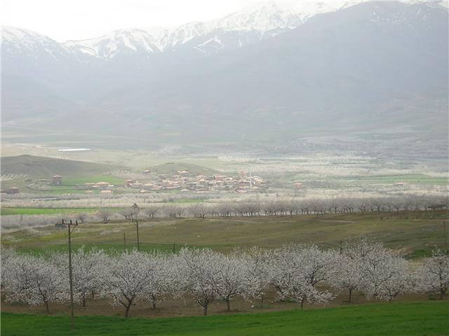 Beydağlarının eteğinde bir kayısı bahçesi