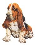 BASSET HOUND