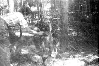Ann With Fawn in Pen Ann With Fawn in Pen