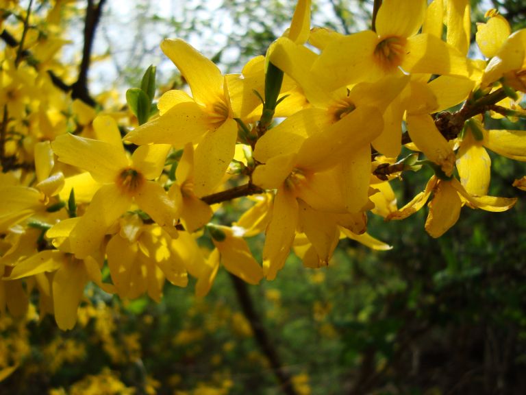 Signs Of Spring Plant Something Oregon