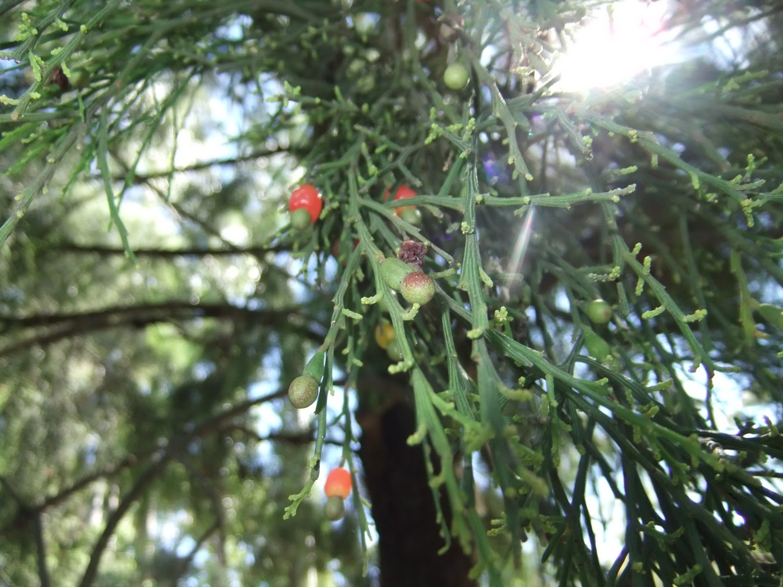 Cherished Hearts At Home Tasmanian Native Cherry Tree