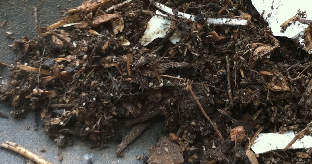 Day in the Life of Lindsey: Tiny Whiteish Bugs in my Soil