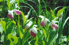 Showy Lady Slipper Orchids