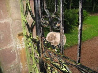 The Wombat struggling with the gate to Fyvie Castle