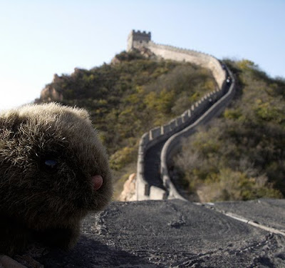 The Wombat visits the Great Wall of China