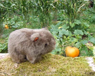 The Wombat examines a pumpkin at the Ulster-American Folk Park
