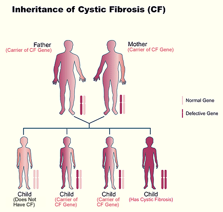 Cystic Fibrosis Inheritance Chart