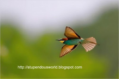 Incredible Bird Pictures