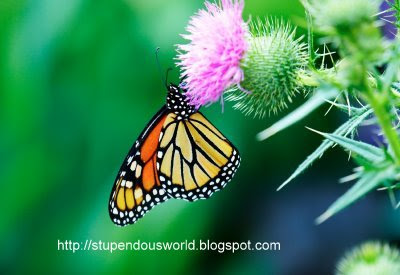 Amazing Pictures of Butterfly