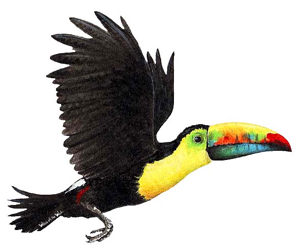 toucan.jpg