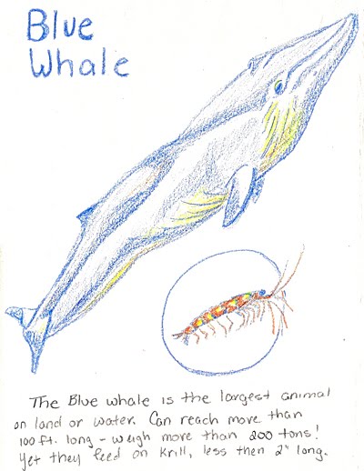 [blue+whalesm.jpg]