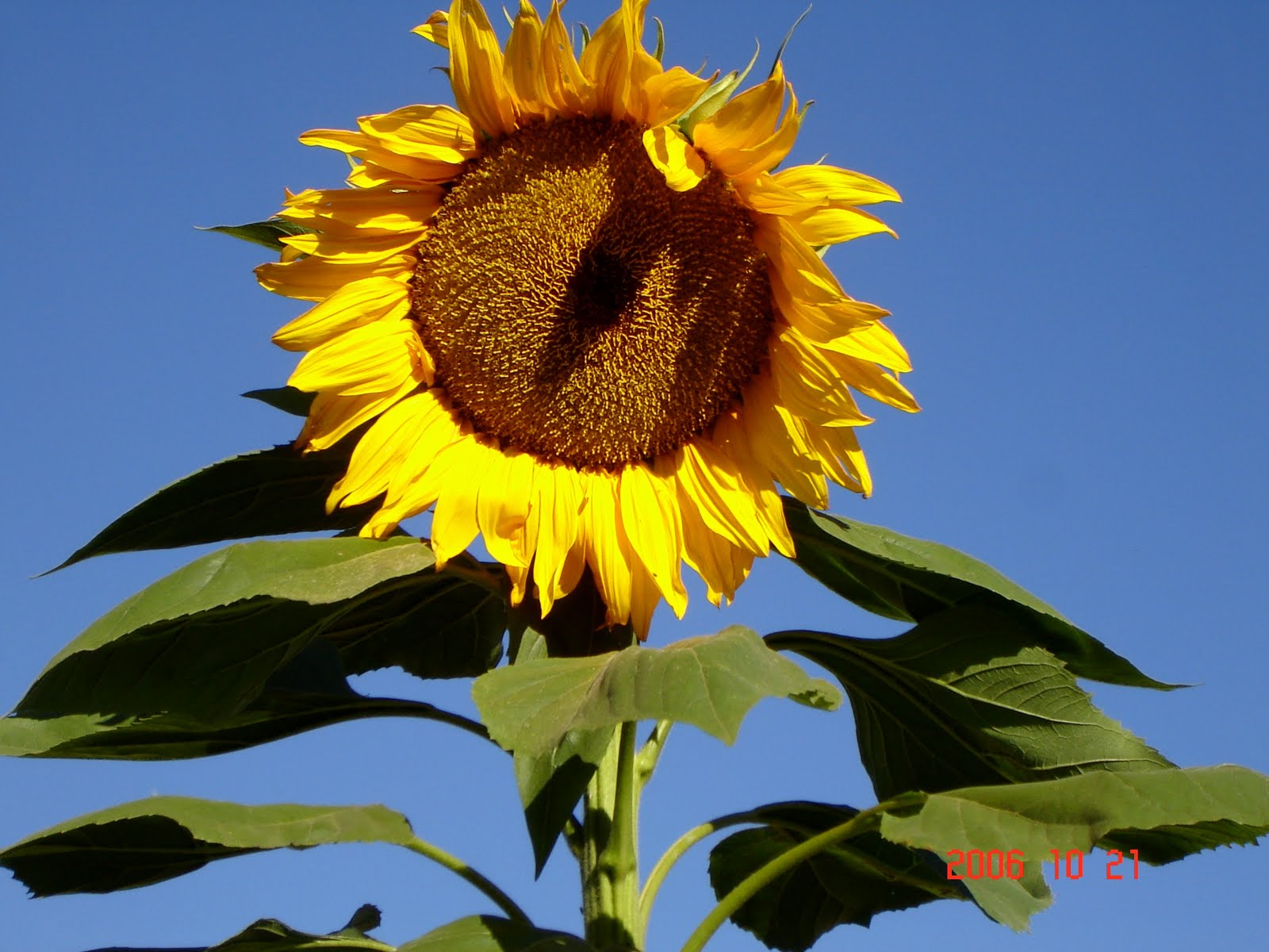 [pumpkin_patch_003.jpg]