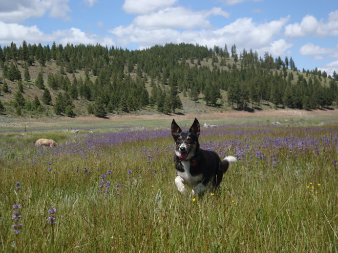 Lenny frolicks at Stampede Resevoir