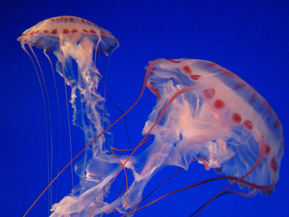 [jellyfish1.jpg]