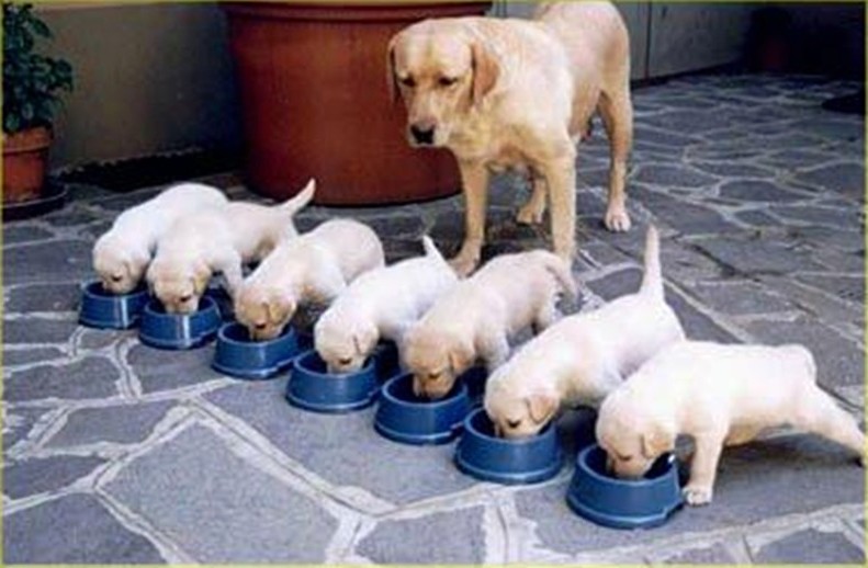 Can you imagine having seven babies to look after all at Can you imagine having seven babies to look after all at