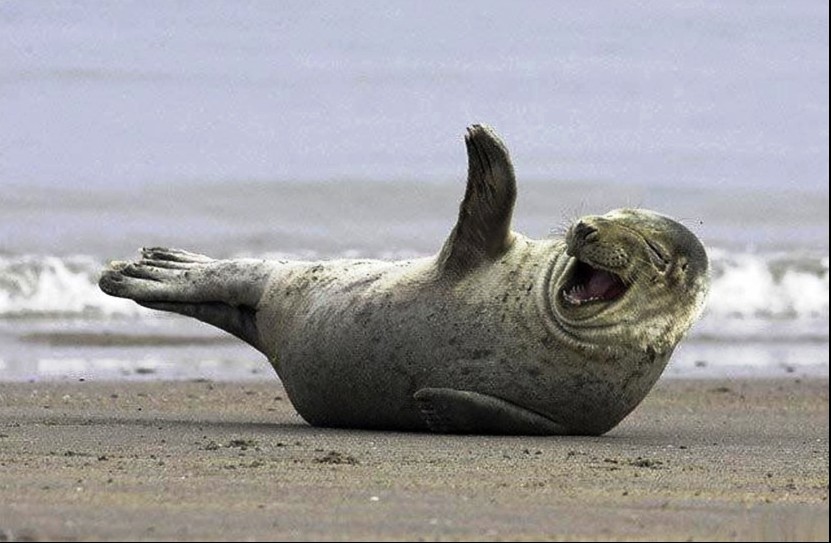 laughing seal