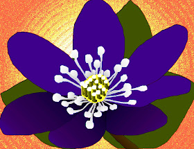 Hepatica+flower